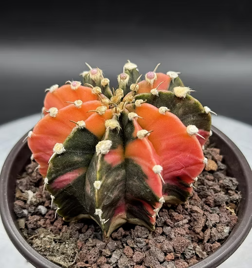 Gynmocalycium variegated-seed grown Thailand imported-rare color
