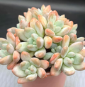 Pachyphytum Sweet Orange cluster