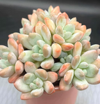 Pachyphytum Sweet Orange cluster