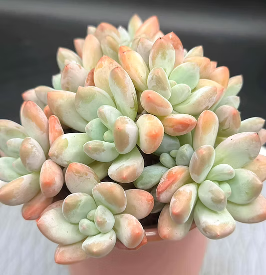 Pachyphytum Sweet Orange cluster