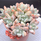 Pachyphytum Sweet Orange cluster