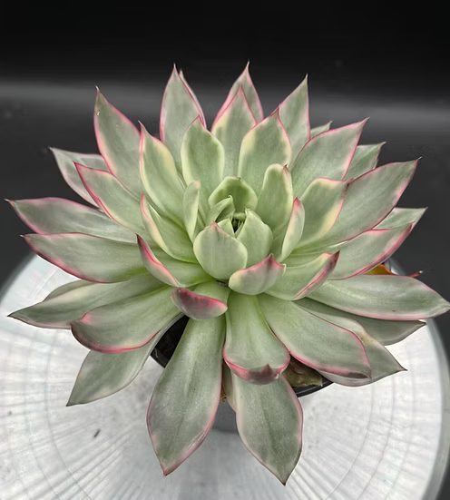 Big Echeveria Wild Lotus #0446