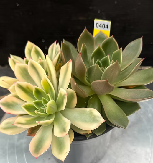 Echeveria Jubilee variegated cluster