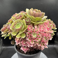 Pink Witch Tricolor cluster #0025
