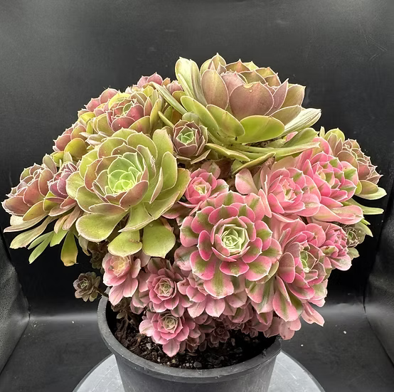Pink Witch Tricolor cluster #0025
