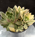 Echeveria Jubilee variegated cluster