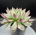 Big Echeveria Wild Lotus #0446