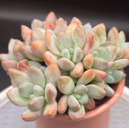 Pachyphytum Sweet Orange cluster