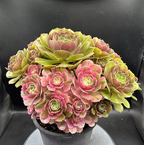 Pink Witch Tricolor cluster #0025