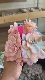 Echeveria milk tea