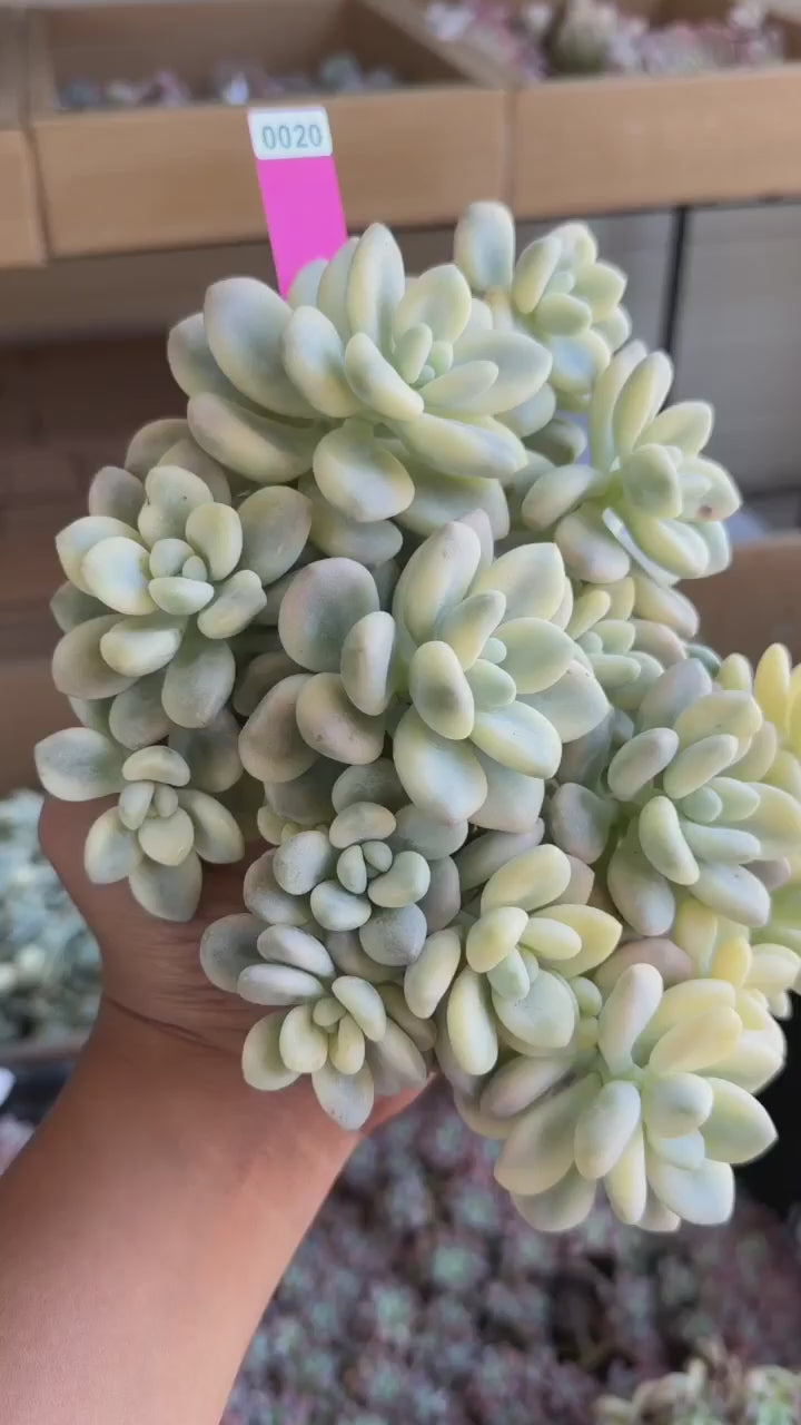 Graptoveria luoshen