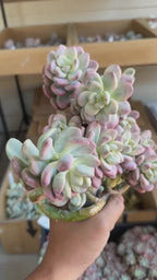 Graptoveria leisurely
