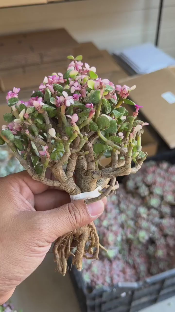 Foliis variegatis